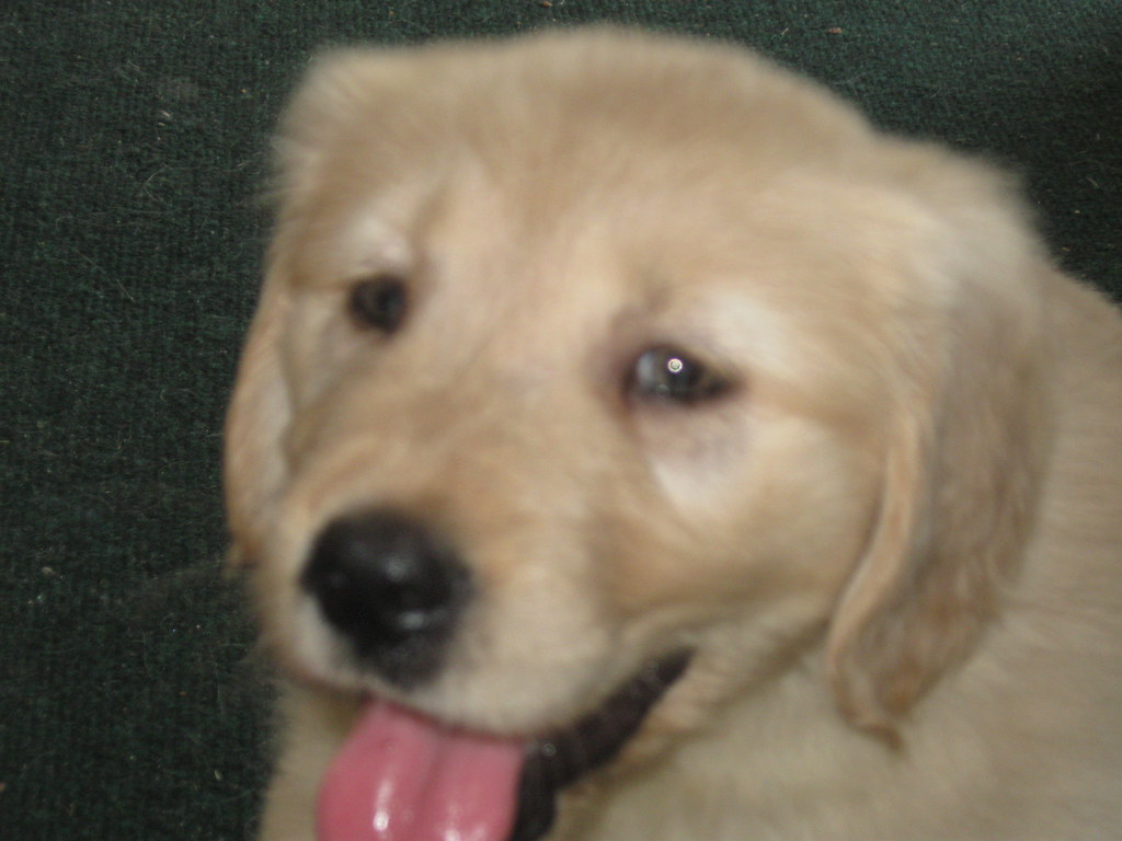Un chiot golden retriever au pelage doré