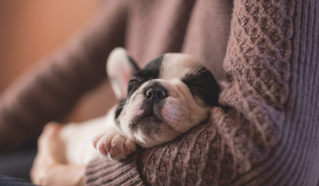 Un maître et son chien adopté