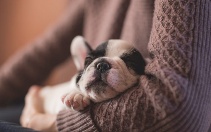 Un maître et son chien adopté