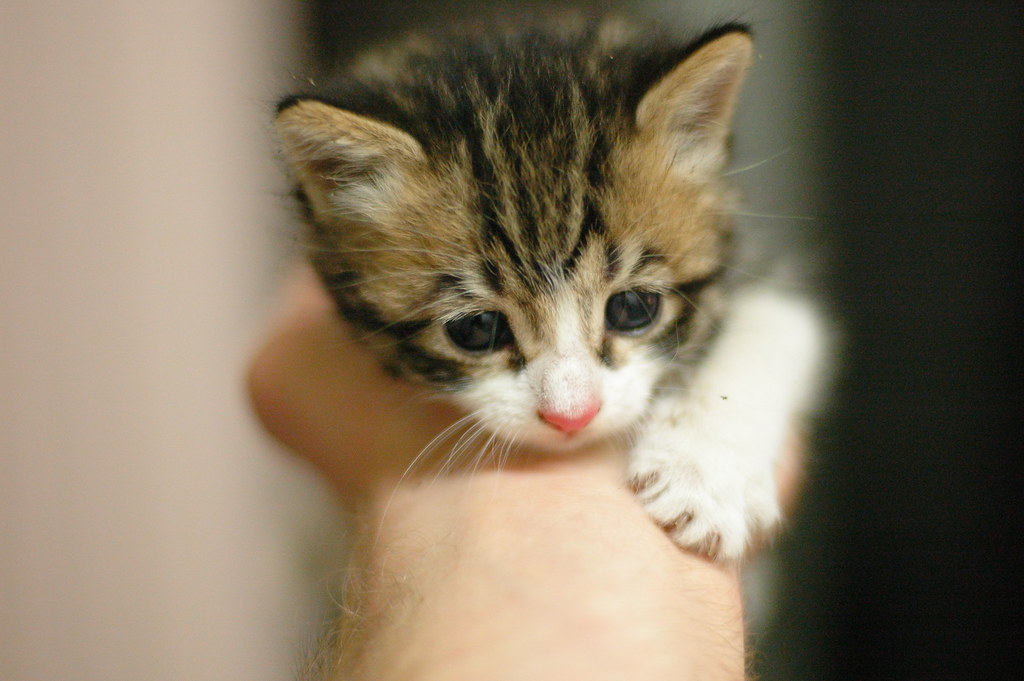 Un chaton tigré tenu délicatement dans une main