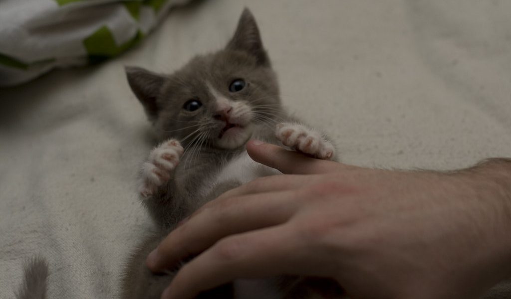 Un chaton de quelques semaines