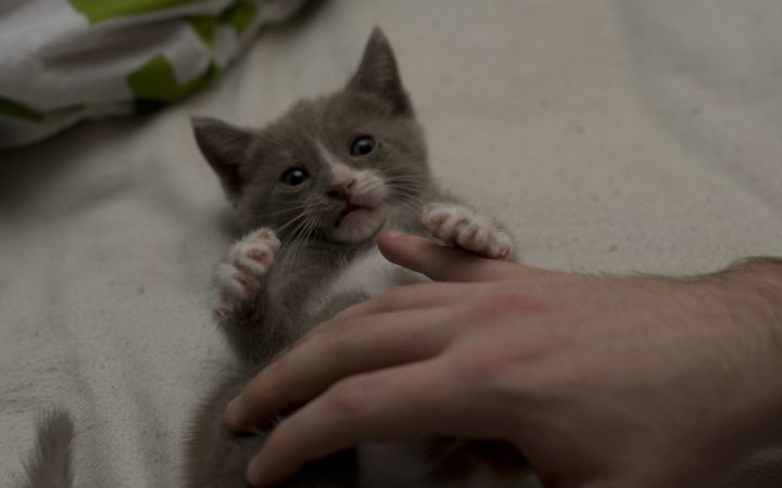Un chaton de quelques semaines