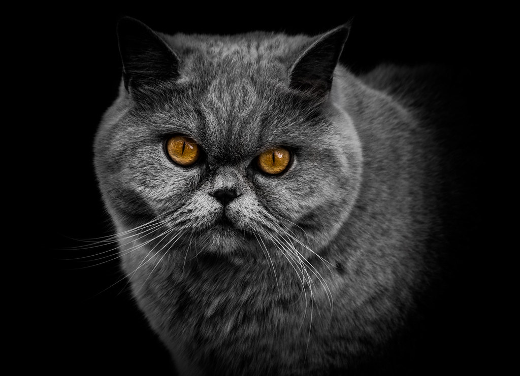 Portrait d'un chat gris British Shorthair aux yeux ambrés