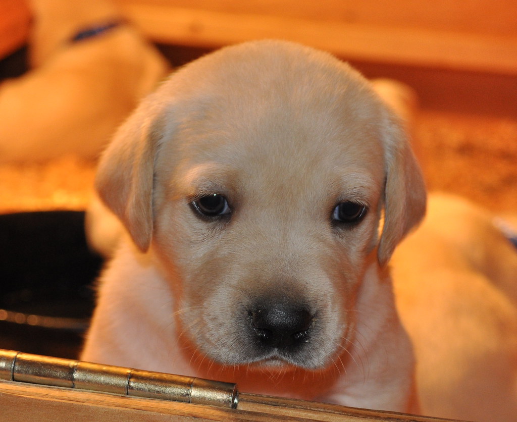 Un chiot labrador chez le vétérinaire