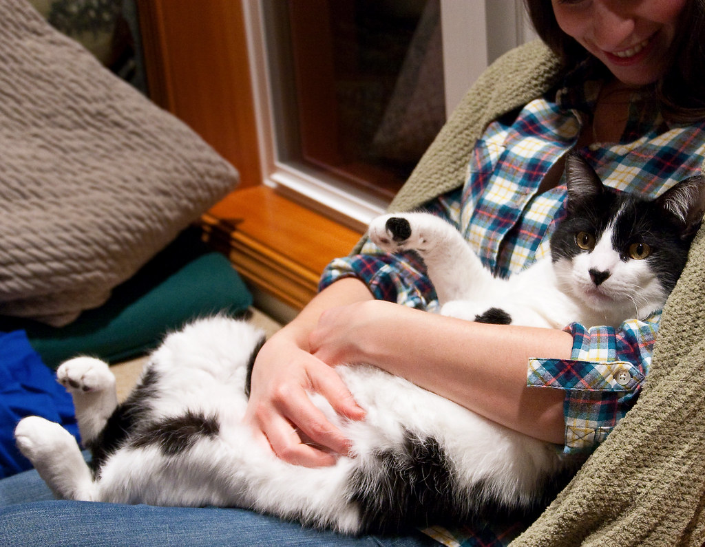 Comparatif assurance chien et chat