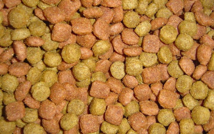 Un chien mange dans sa gamelle