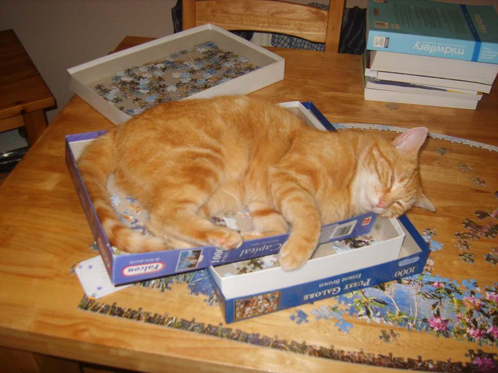 Un chat roux endormi paisiblement