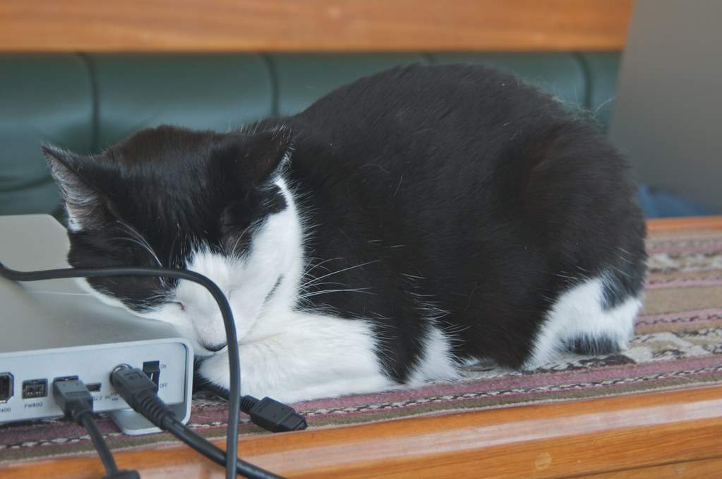 Un chat noir et blanc détendu