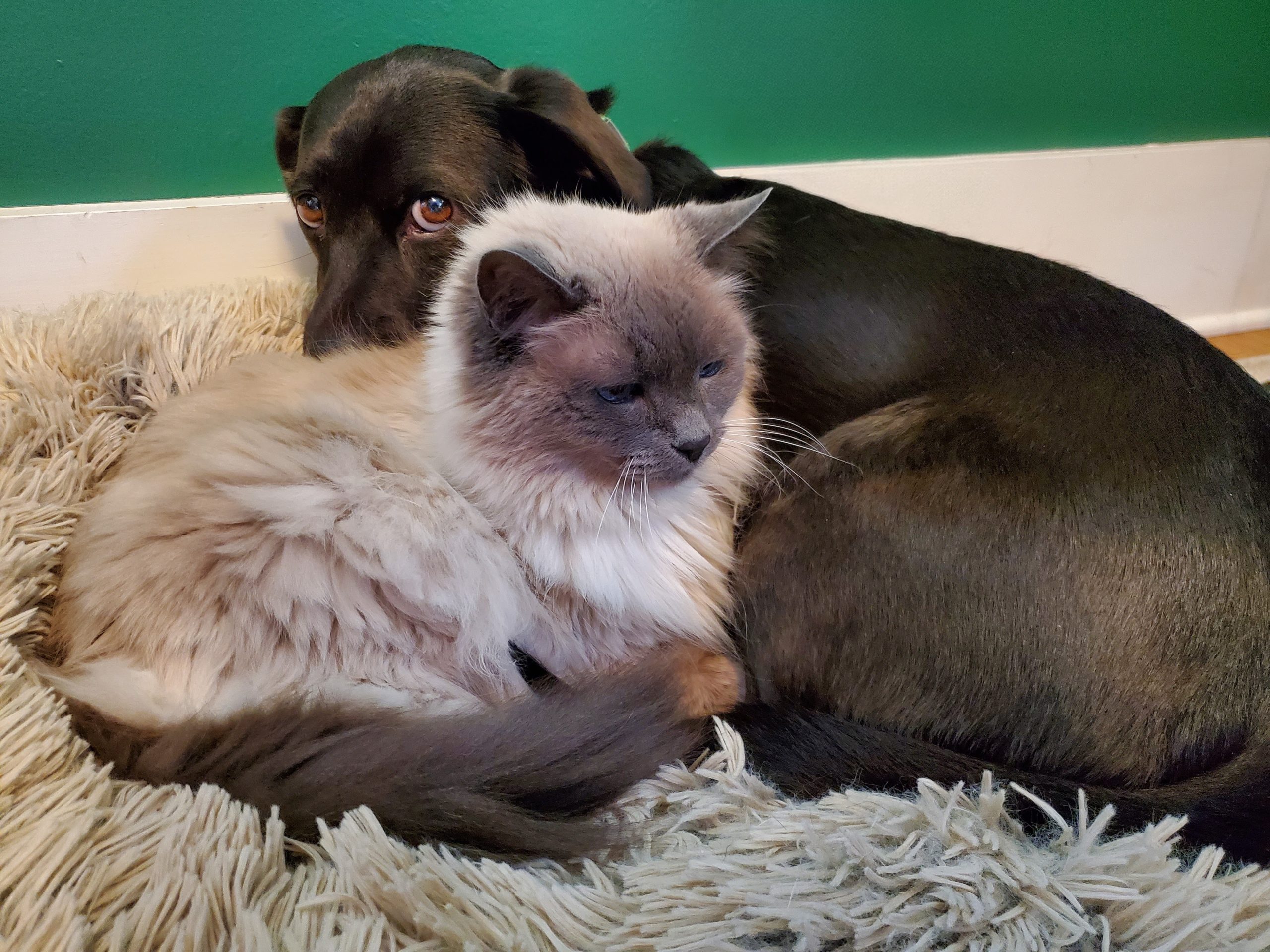 Un chien et un chat blottis l'un contre l'autre