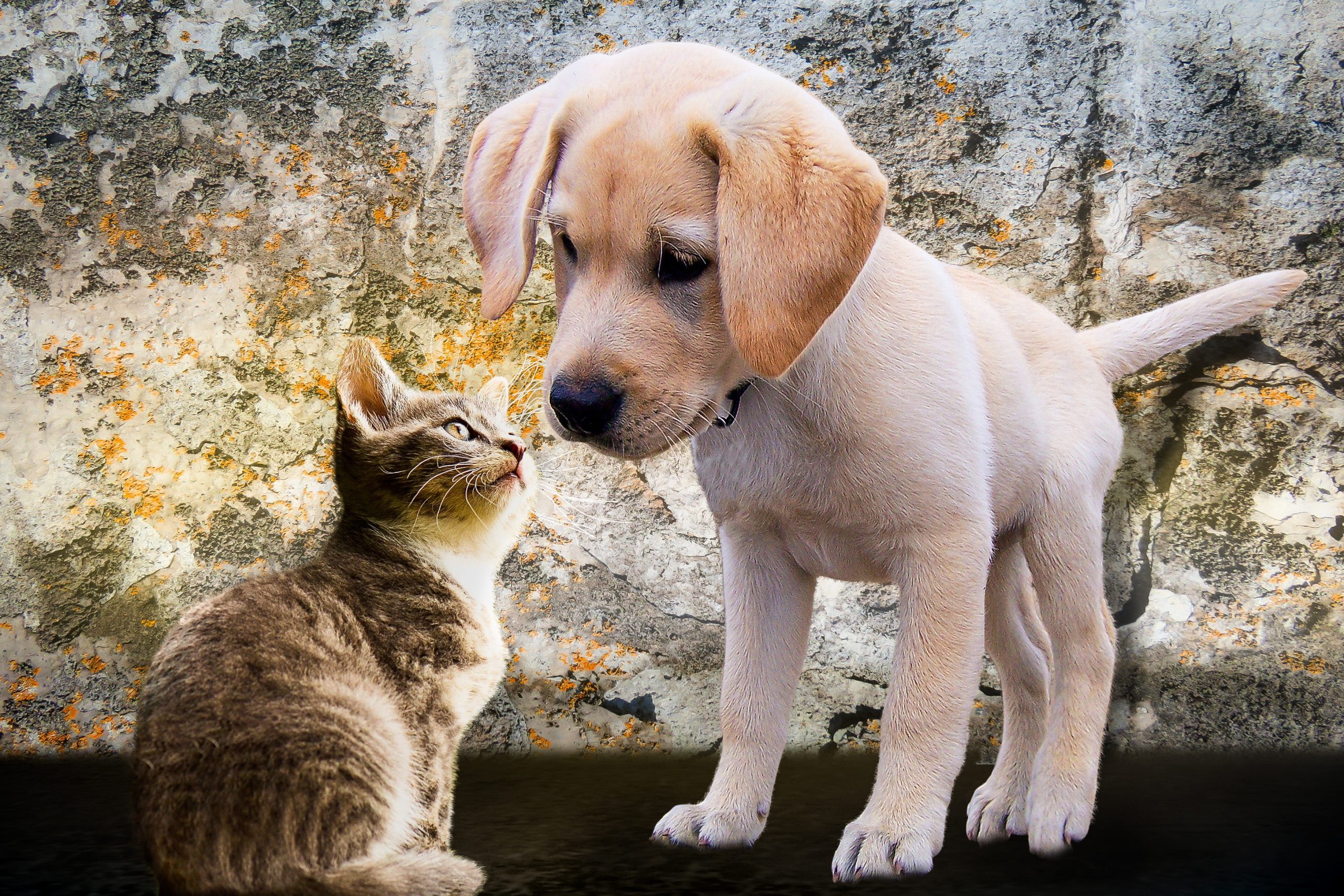 Un chien et un chat complices, en bonne santé