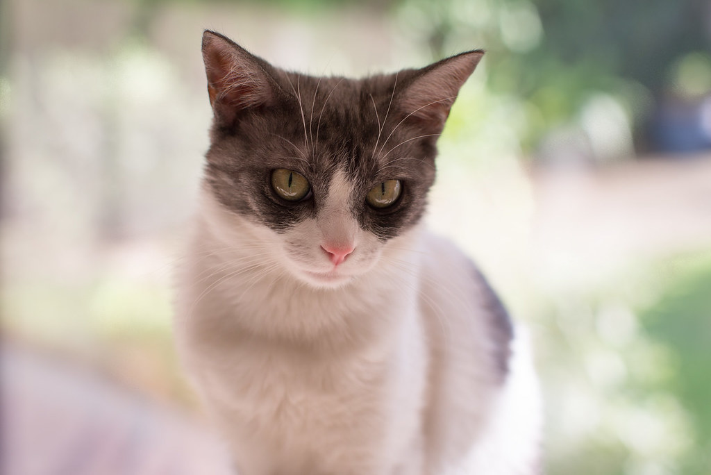 Un chat tigré et blanc au pelage éclatant