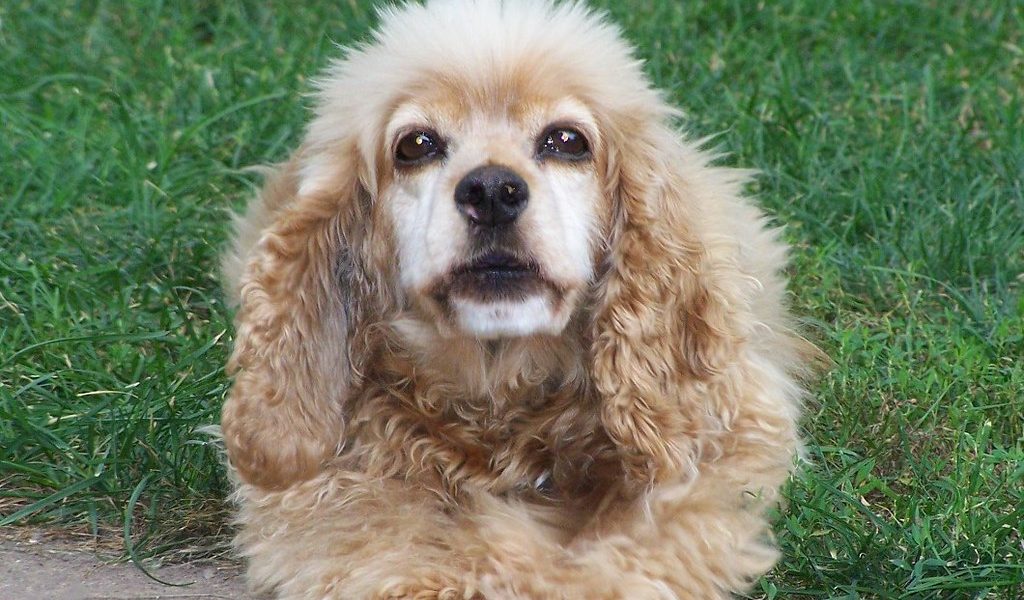 Un chien débordant d énergie