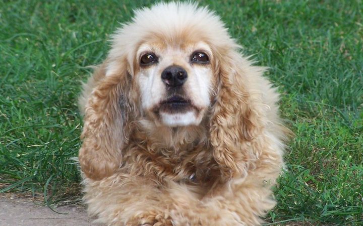 Un chien débordant d énergie