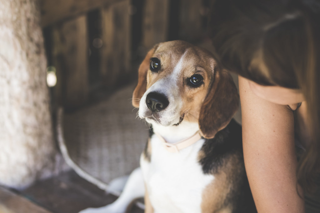 Un beagle attentif aux côtés de sa propriétaire
