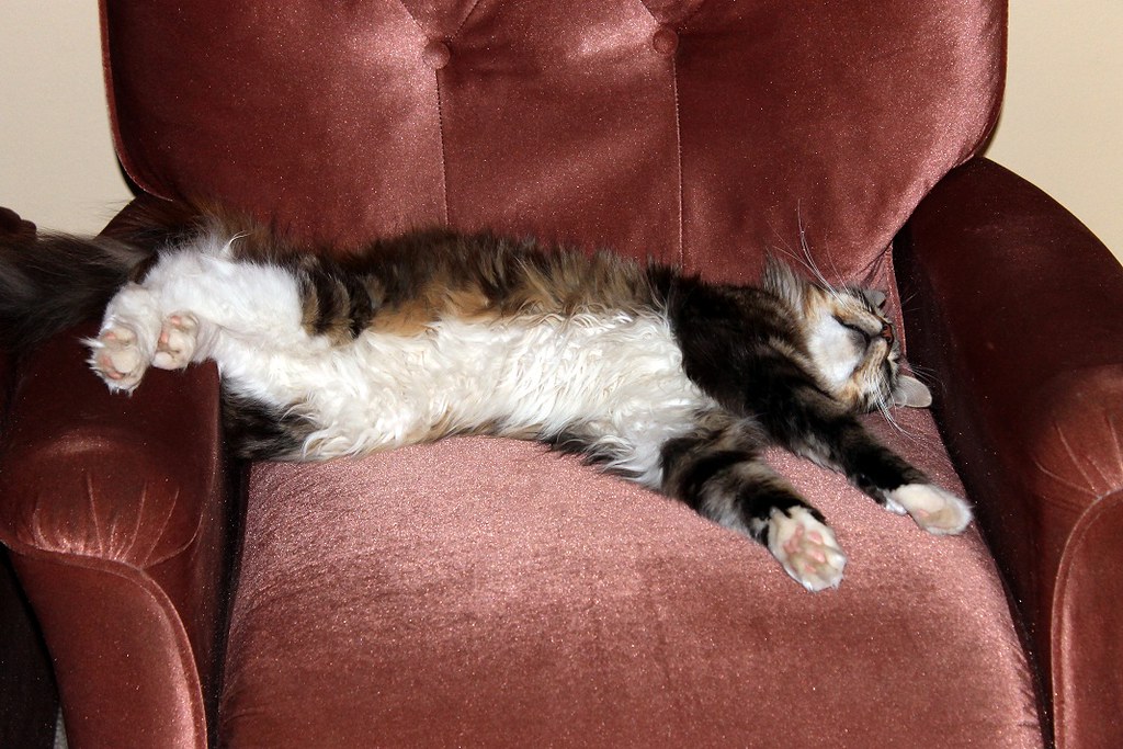 Un chat calico installé confortablement sur un fauteuil