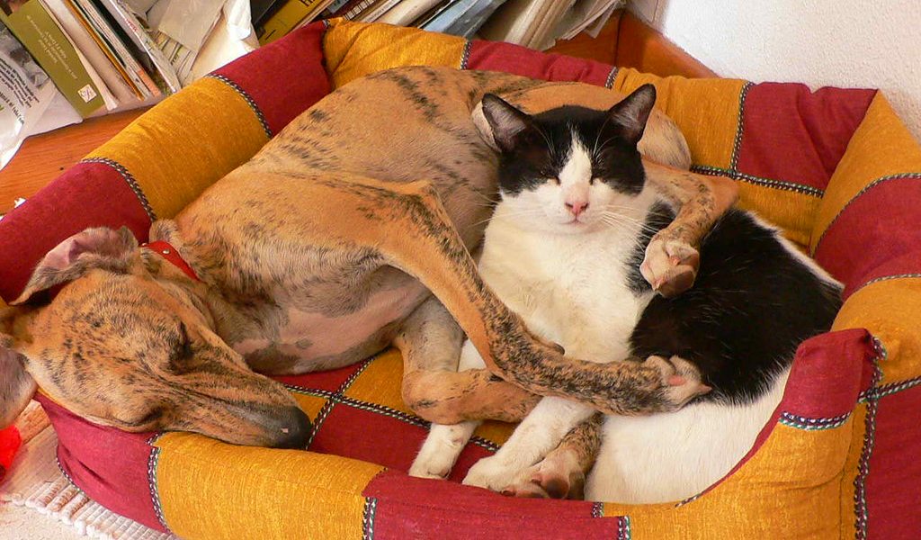 Un chien et un chat de compagnie