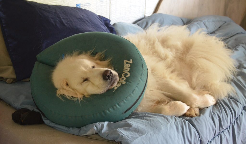 Un vétérinaire ausculte un animal