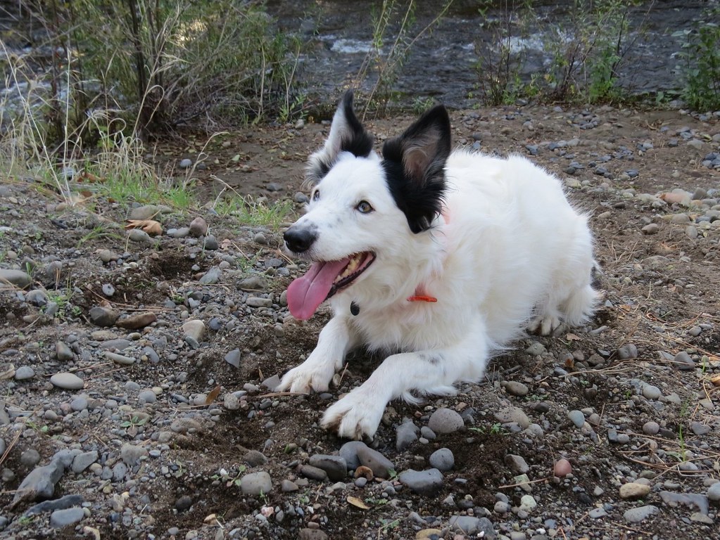 Un chien en pleine forme allongé au bord d'une rivière
