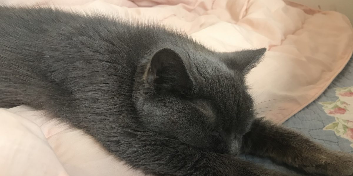 Un chat senior gris allongé sur un lit