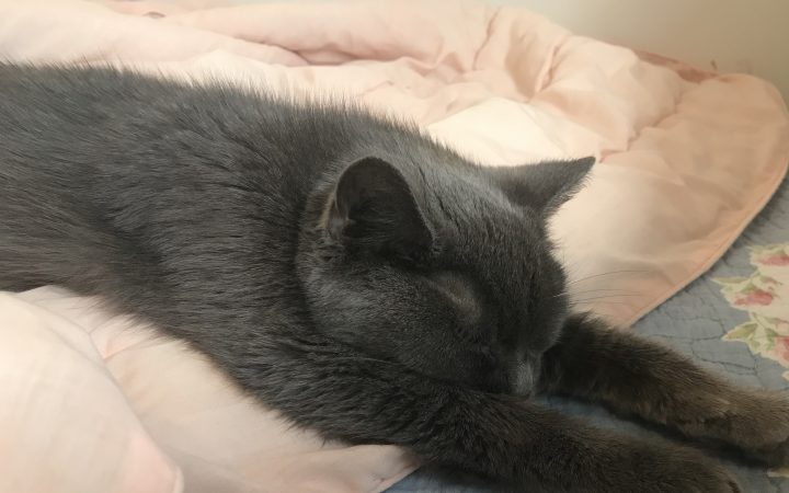 Un chat senior gris allongé sur un lit