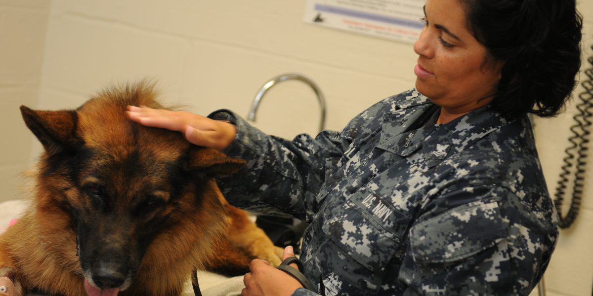 Un grand chien examiné par une vétérinaire