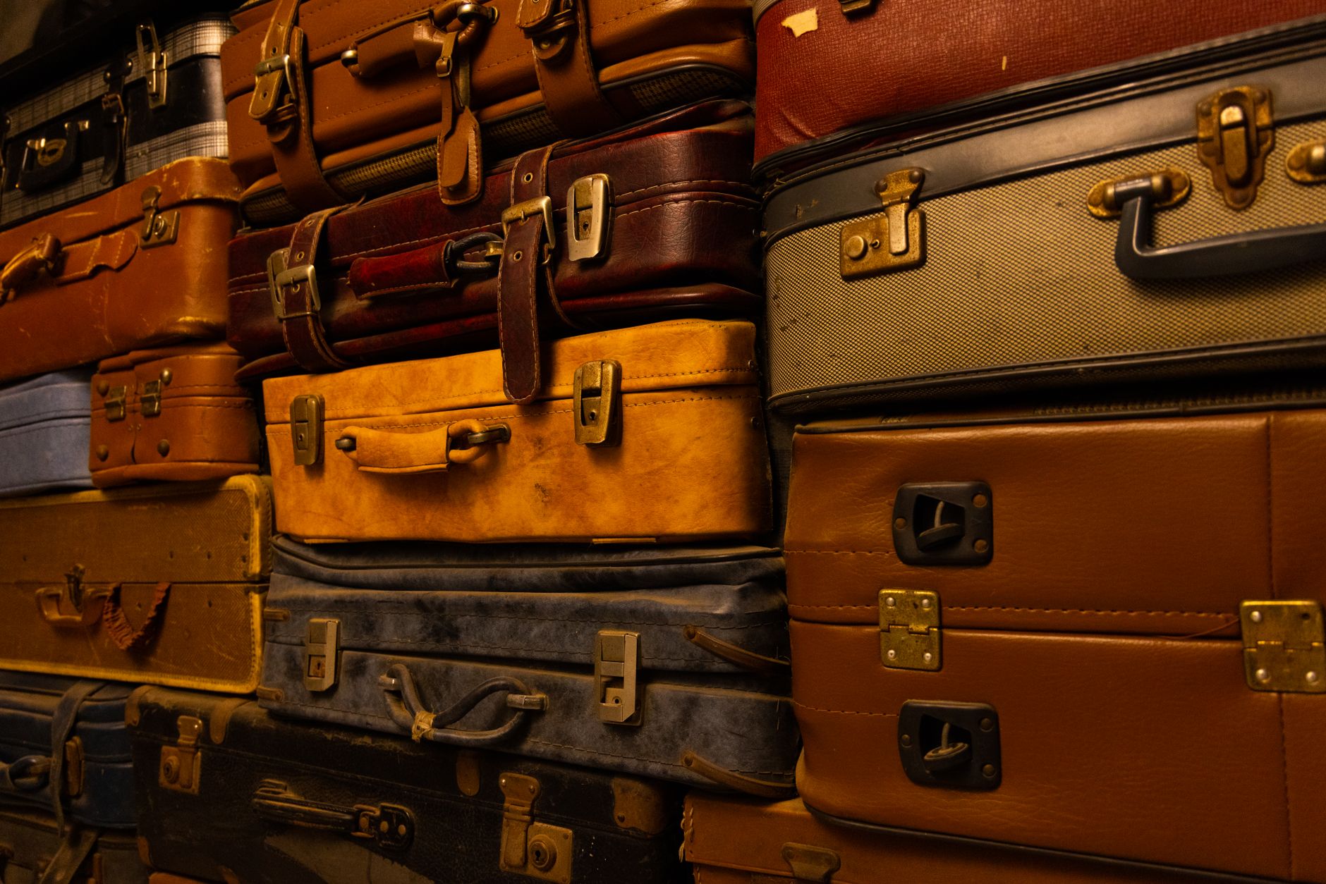 Comparatif de colliers antiparasitaires — guide informatif