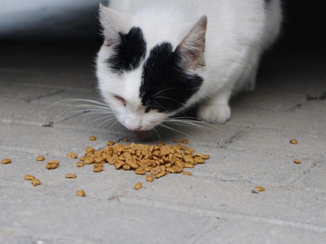 Comparatif croquettes vs repas faits maison pour chien
