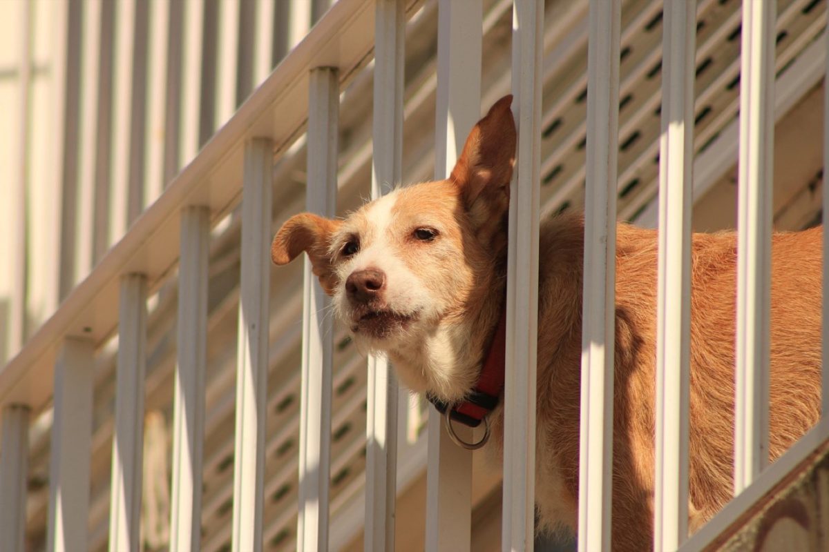 Aménager un balcon sécurisé pour chat et petit chien
