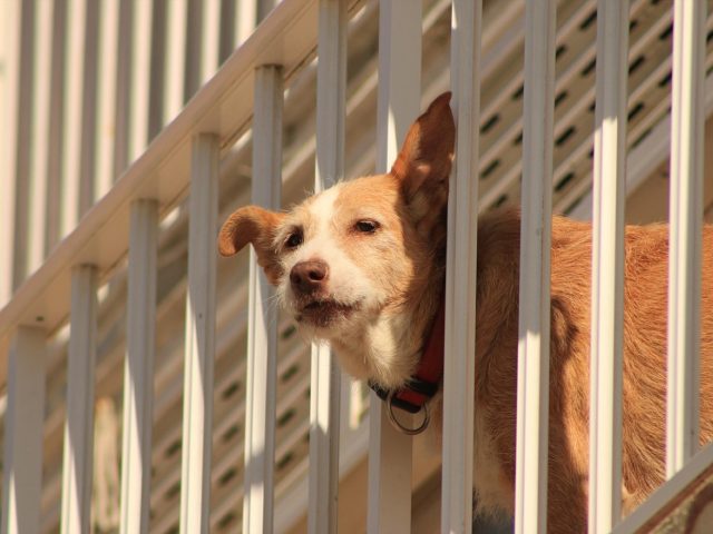 Aménager un balcon sécurisé pour chat et petit chien