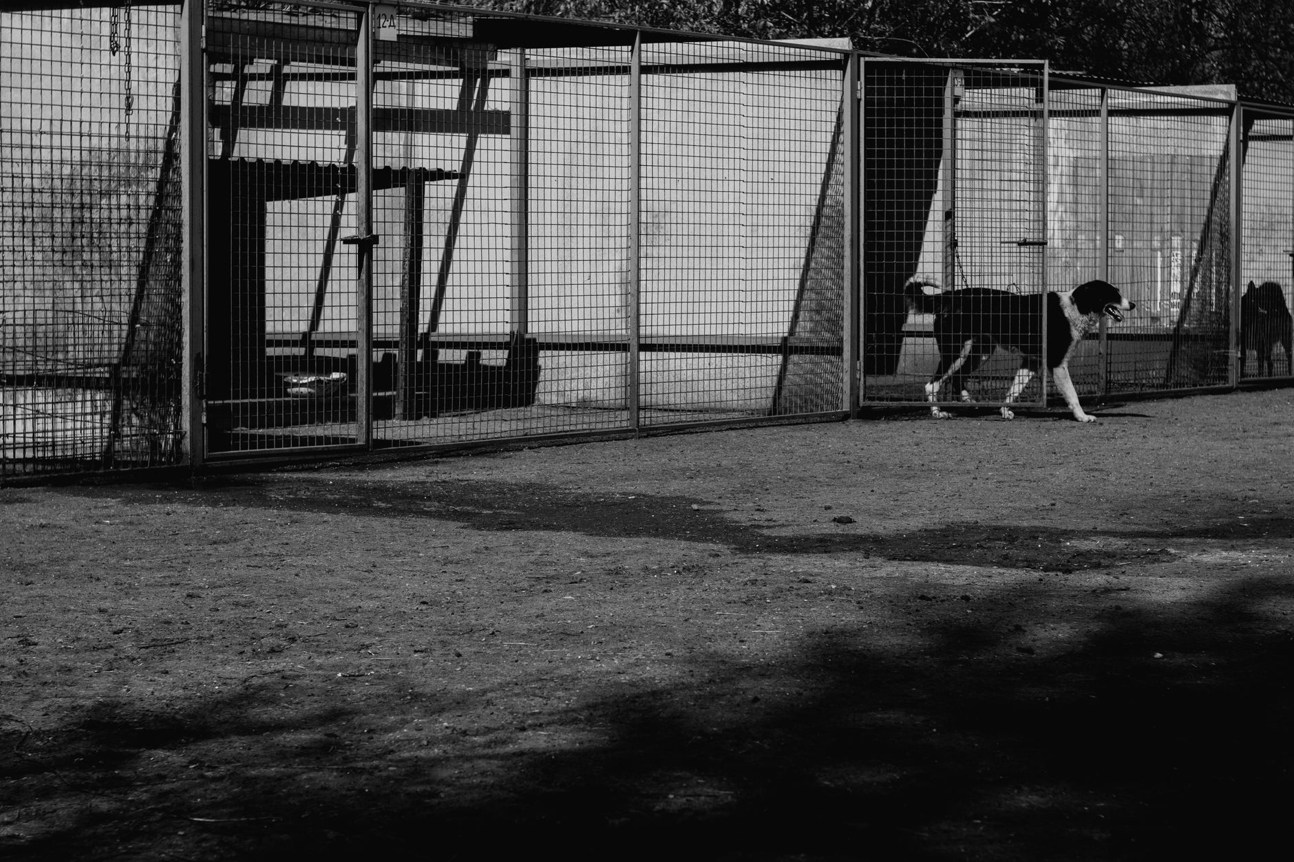 Cet été, partez en vacances avec votre chien sans soucis