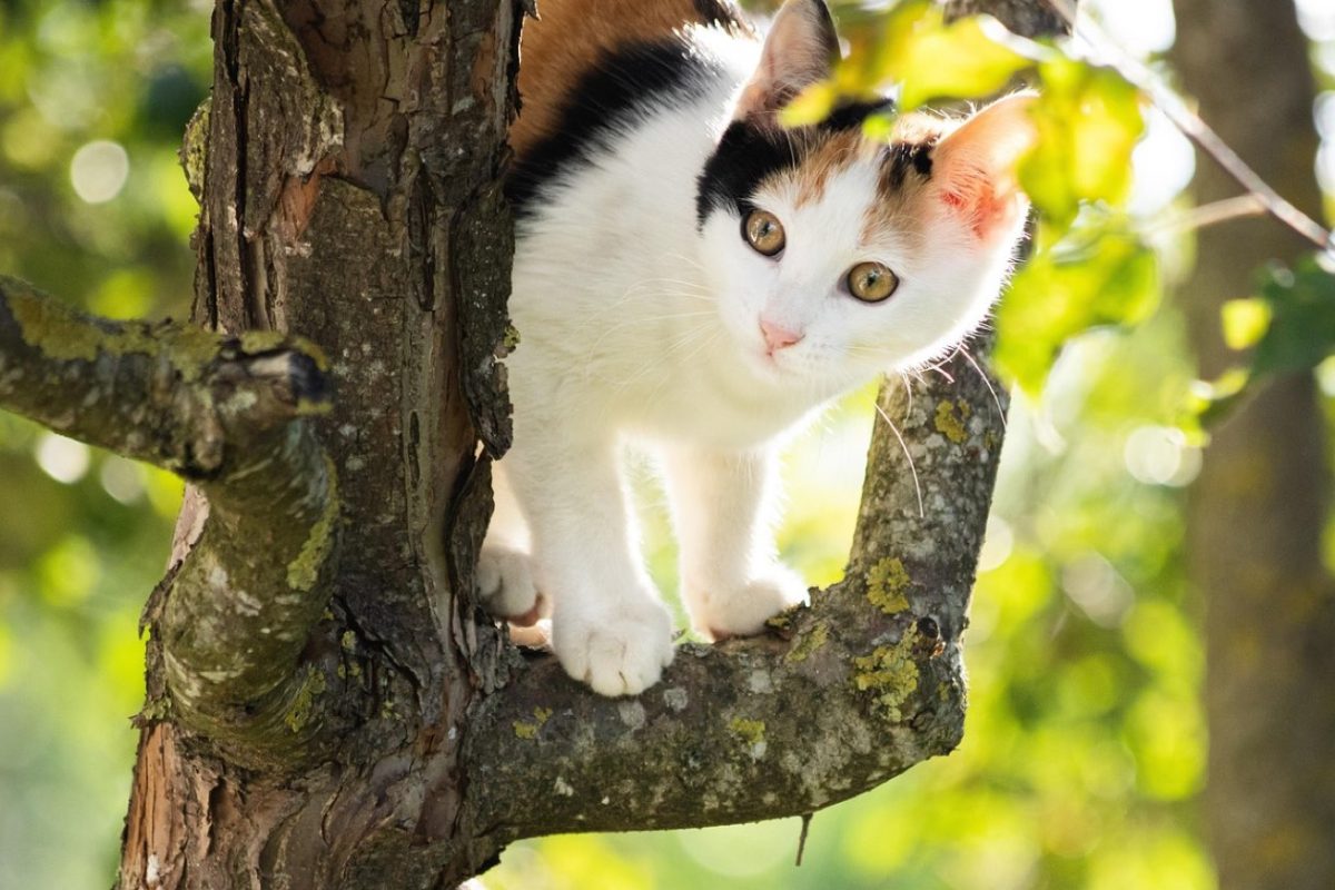 Ferplast ou Trixie pour arbre à chat : comparatif