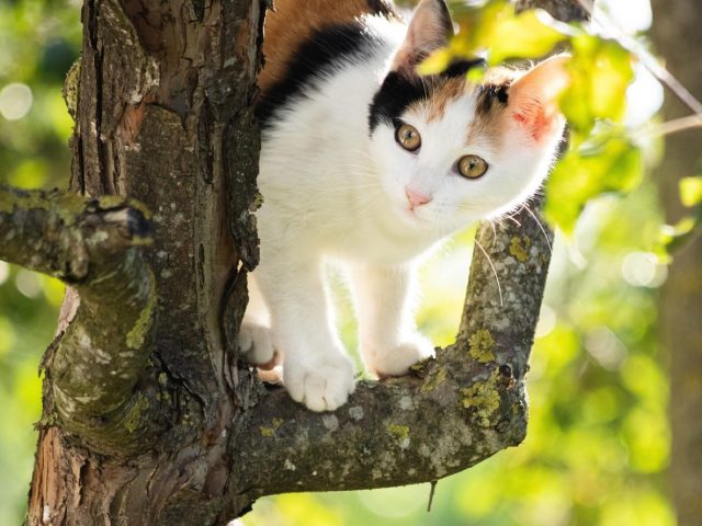 Ferplast ou Trixie pour arbre à chat : comparatif