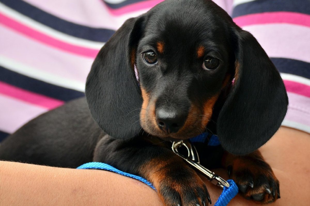 Comparatif des harnais de sécurité pour chien en randonnée