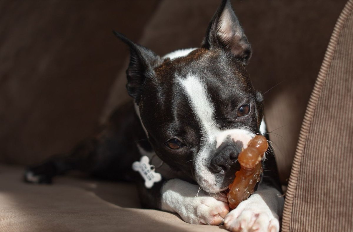 Avis sur le jouet KONG pour chien : efficace ?