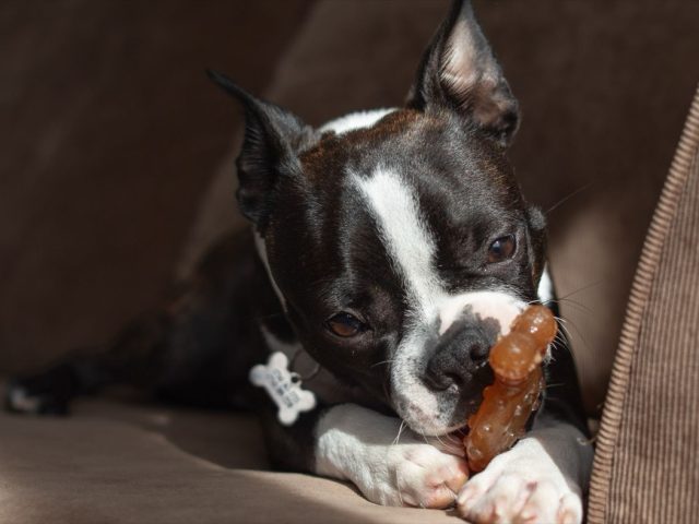 Avis sur le jouet KONG pour chien : efficace ?