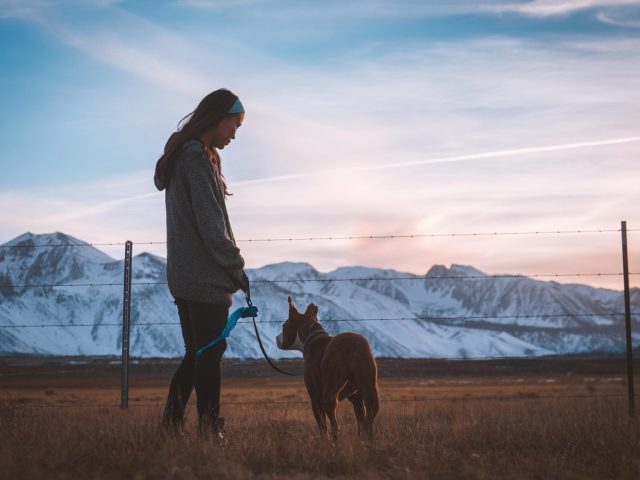 Comparatif de laisses mains‑libres pour courir avec chien