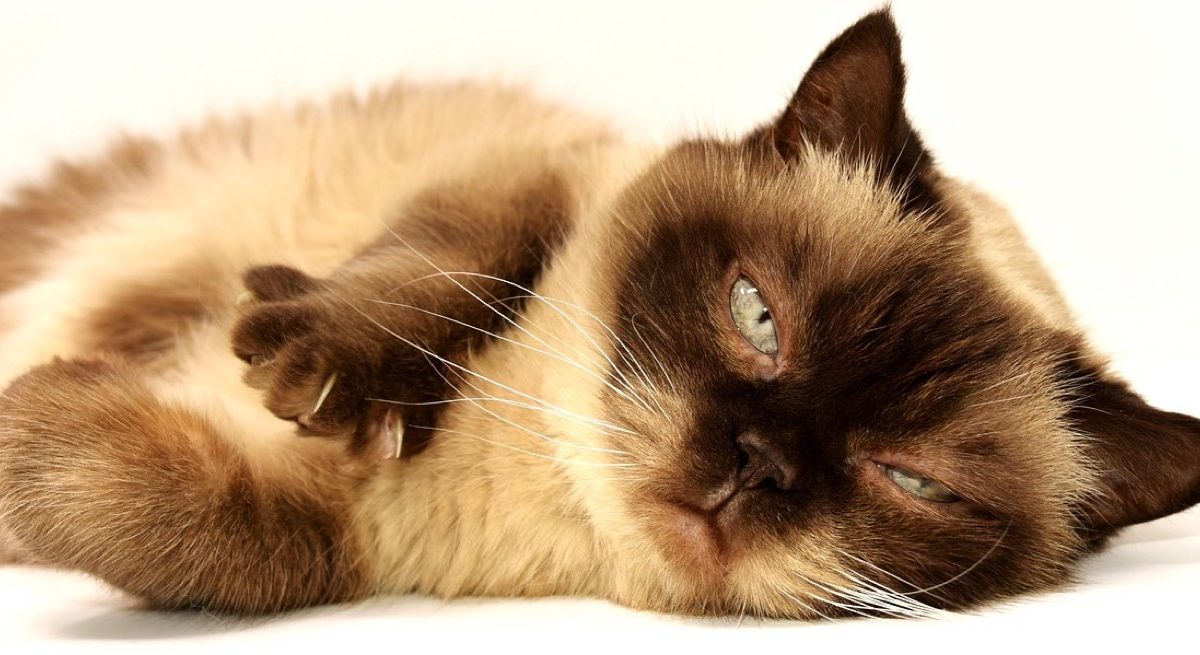 Comparatif litières anti-odeurs pour chat