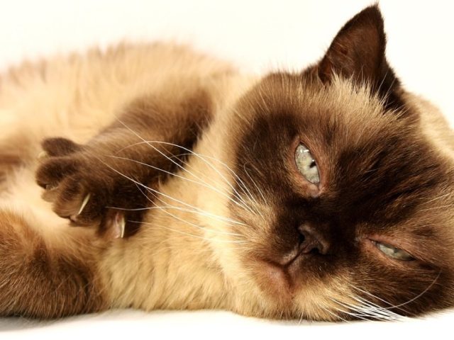 Comparatif litières anti-odeurs pour chat