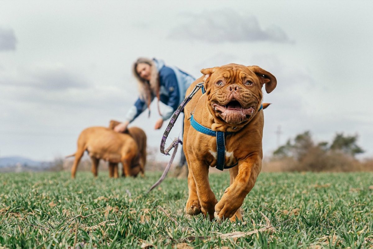 Meilleurs accessoires pour randonner avec un chien