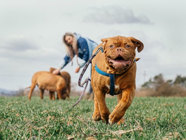 Meilleurs accessoires pour randonner avec un chien