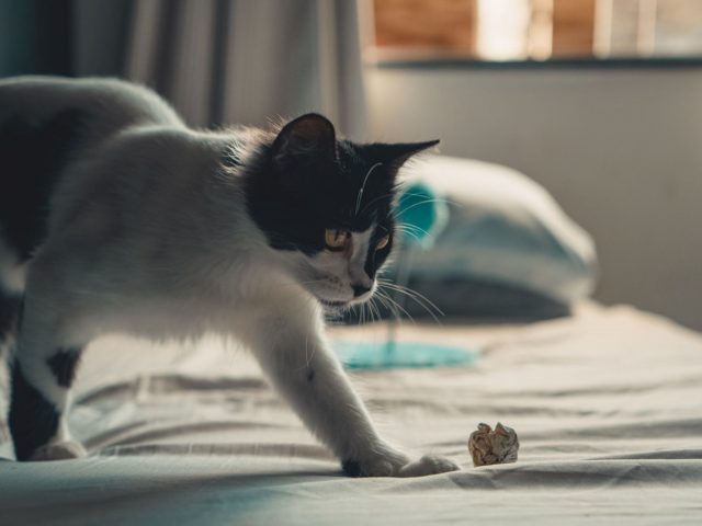 Meilleurs jeux mentaux pour stimuler un chat