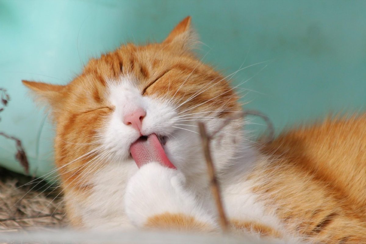 Top 9 des parcs extérieurs pour chats