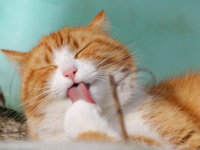 Top 9 des parcs extérieurs pour chats