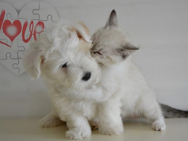 Quand et comment socialiser un chaton avec d’autres animaux
