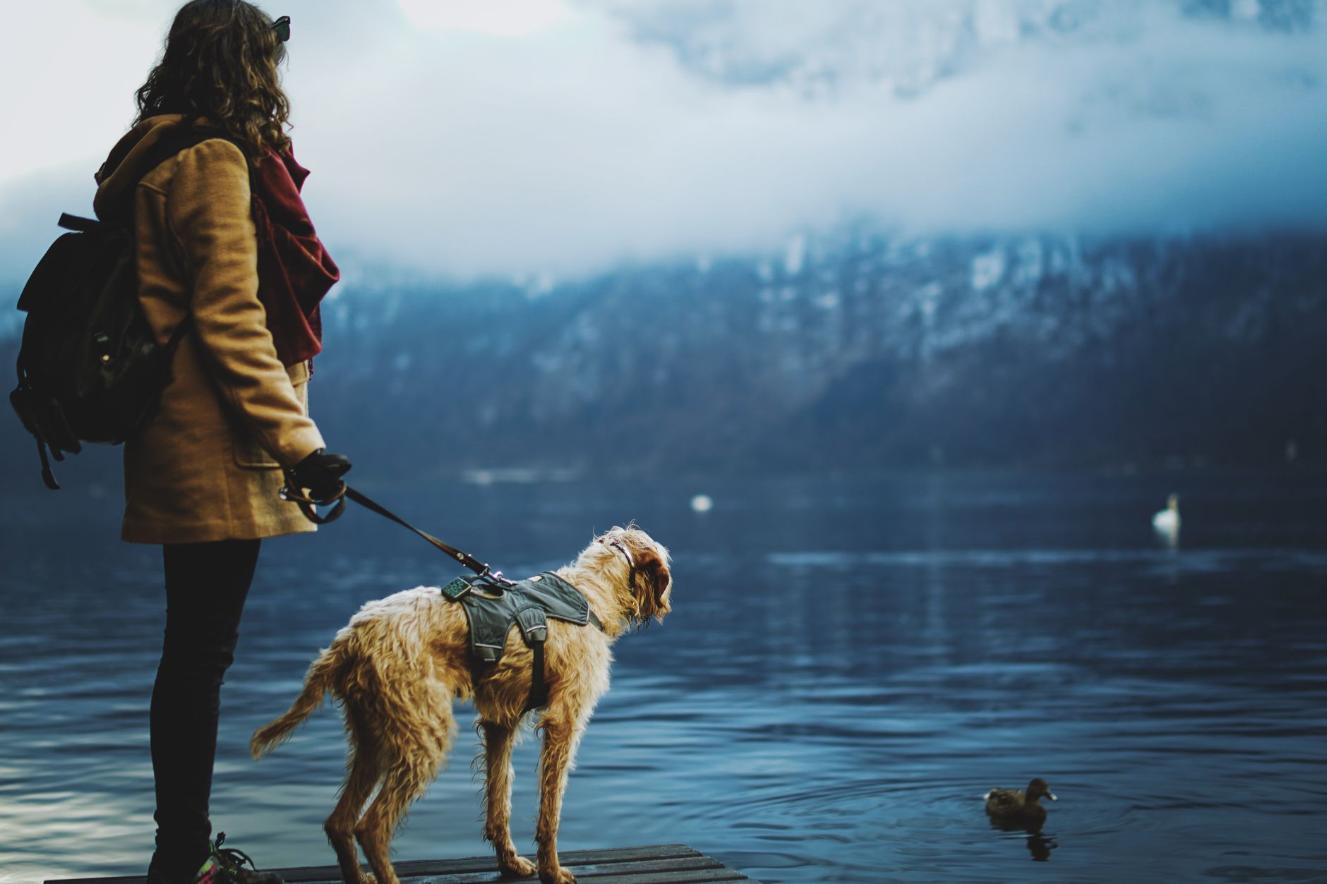 Comparatif des harnais de sécurité pour chien en randonnée