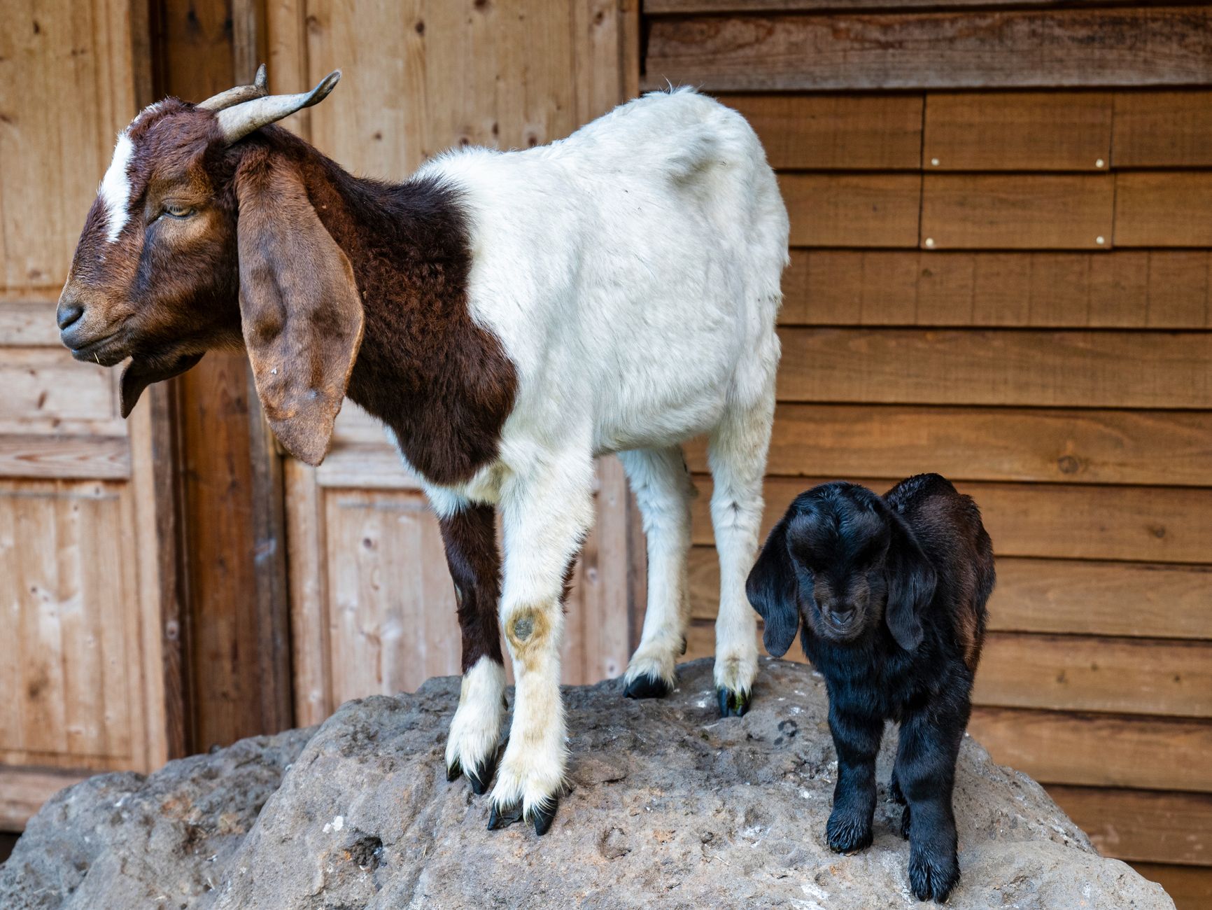 Choisir entre Pairi Daiza et autres parcs animaliers